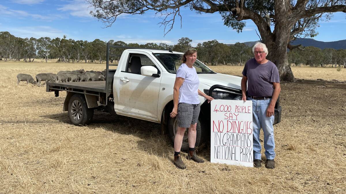 OUTRAGE: Merino sheep breeders Rhonda and John Crawford, Victoria Valley, have fought to stop dingoes from being reintroduced to the Grampians, and now have a new battle on their hands.