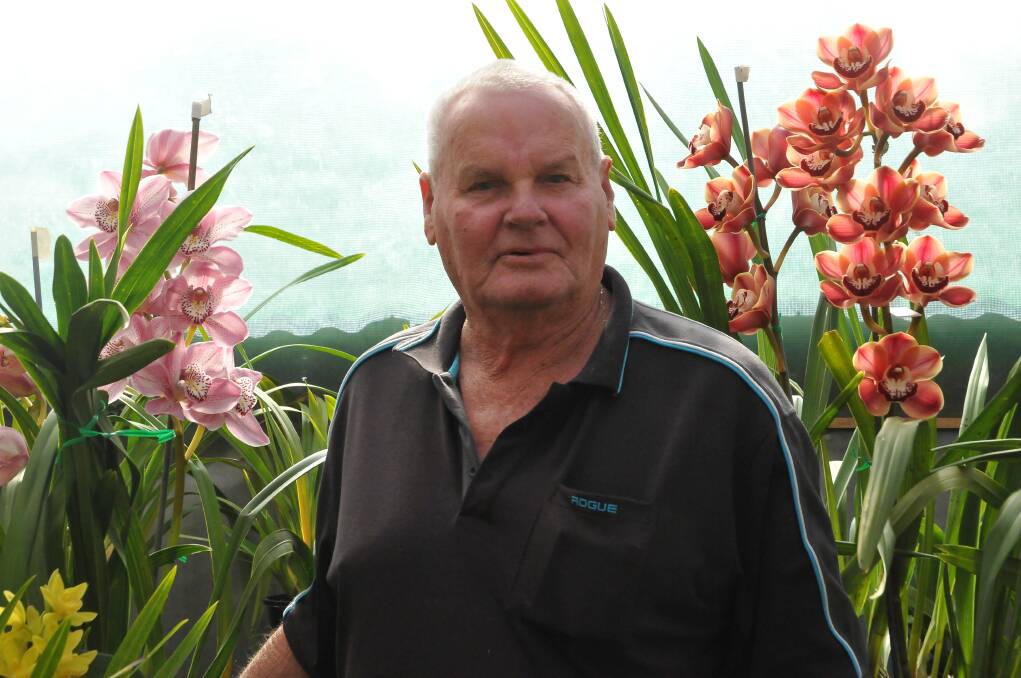 SPRING TIME: John Welsh and his orchids are ready for the Stawell Orchid Society's annual spring show. Picture: CASSANDRA LANGLEY