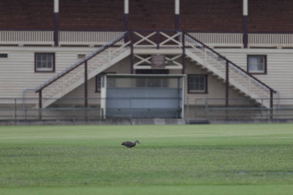 NO ACTION: A lone duck was done wandering Stawell's Central Park on Saturday. Picture: PETER PICKERING