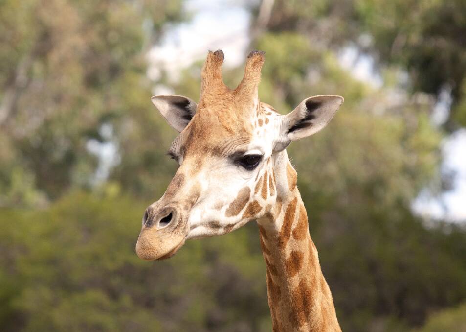 CONNECTION: Half-brother giraffes Pumika and Sumari were reunited at Halls Gap Zoo after spending six months apart in 2012. Picture: THOMAS PARKES