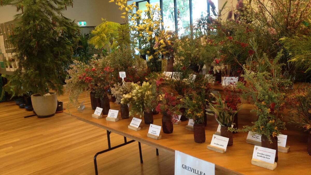 Pomonal Native Flower show incorporates wildlife