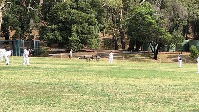 Emus joining players on the oval at Halls Gap on Sunday. Picture: BRADY TURNER.