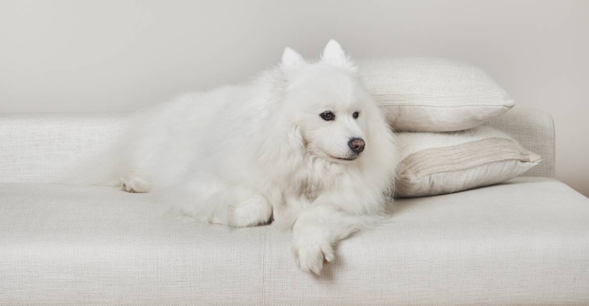 Pet memorial cushions can be made from most animals as long as the fur is around 5 cm long. The fur needs to be spun into yarn before it is woven into a cushion.