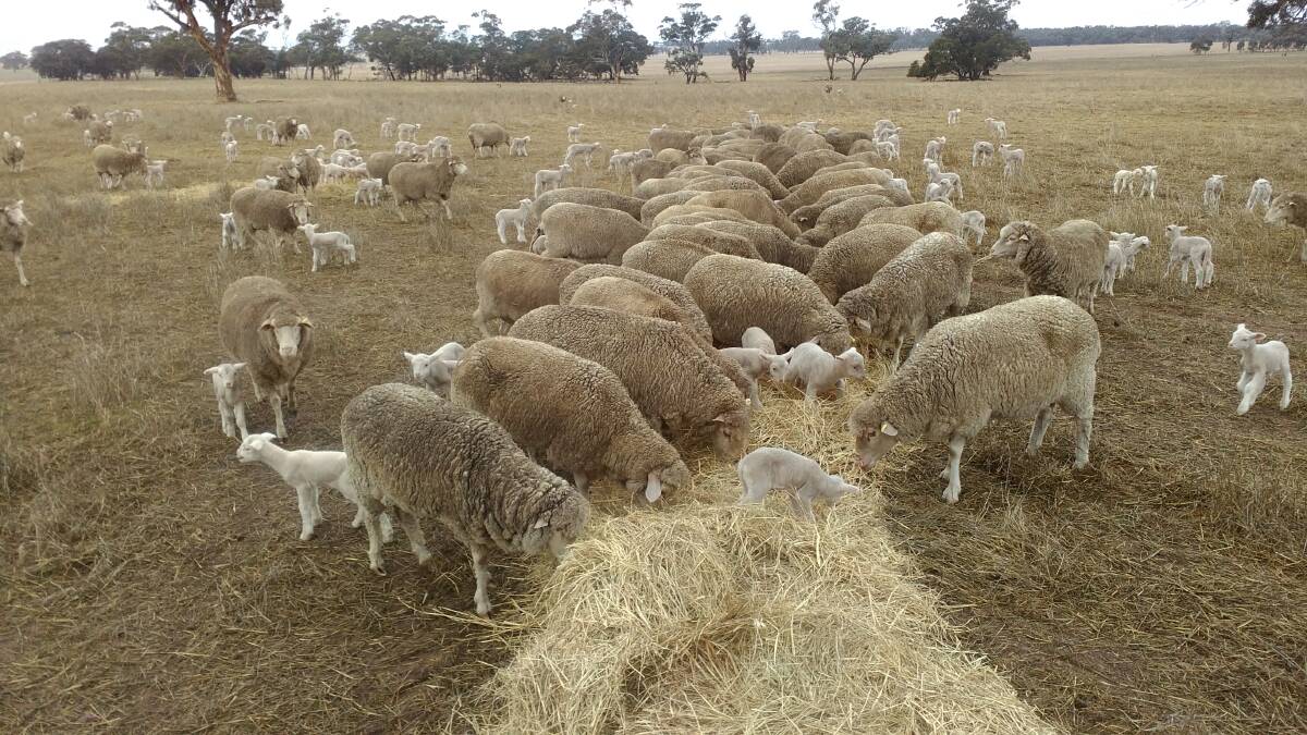 SUSTAINABLE SHEEP: Steven Hobbs said he has been adapting his practices when breeding sheep to select those that perform best under hotter, drier conditions. Picture: STEVEN HOBBS