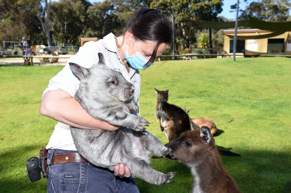 DAY OUT: Piggie the 10-month-old wombat meets some of the other native locals at the Ballarat Wildlife Park. Picture: Kate Healy