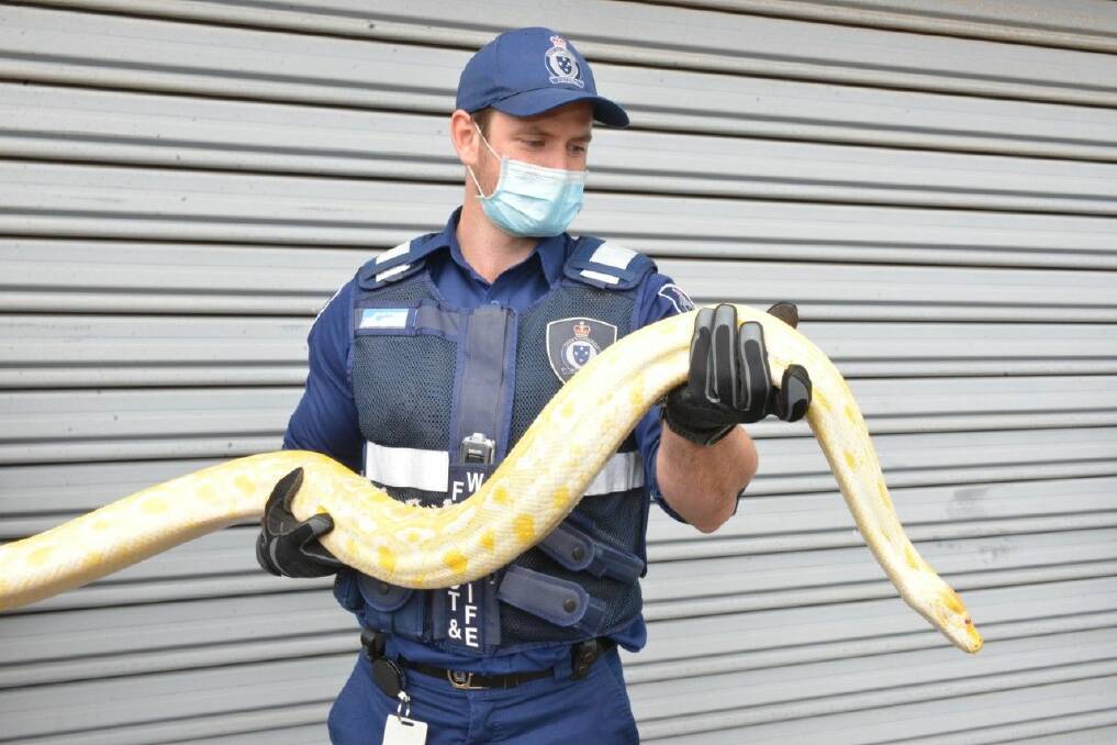 The Burmese Python was seized after a search warrant was executed at a Ballarat home. Photo: Conservation Regulator