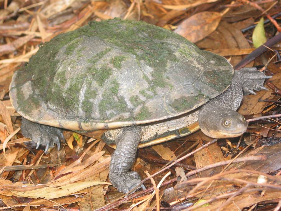 An Eastern Long Neck Turtle. Photo: Conservation Regulator
