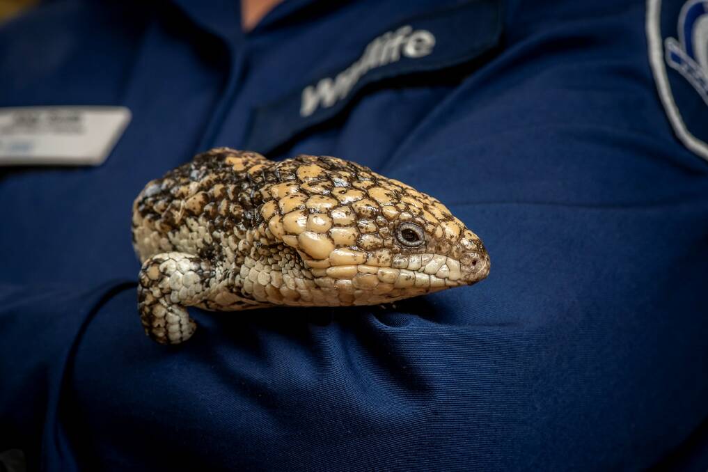 One of the Shingleback lizards that was intercepted. Photo: Supplied