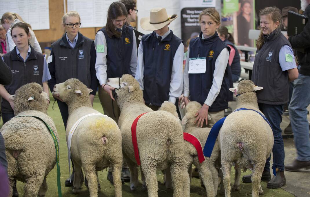 EAGER LEARNERS: The Australian Sheep and Wool show's junior competitions continue to grow. This year, more than 45 schools will be involved in showing classes, educational seminars and technology demonstrations. 