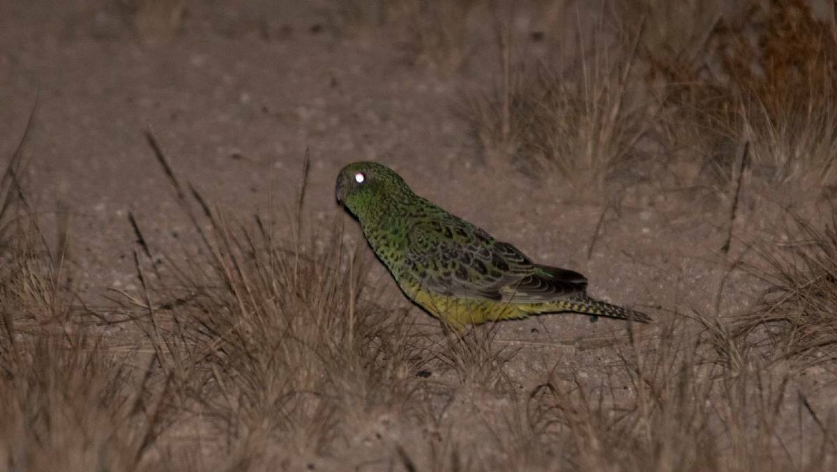 The endangered night parrot. The bird was believed to be extinct but Mount Isa bird expert Rex Whitehead says the night parrot still exists in North West Queensland. Photo: Nick Leseberg.