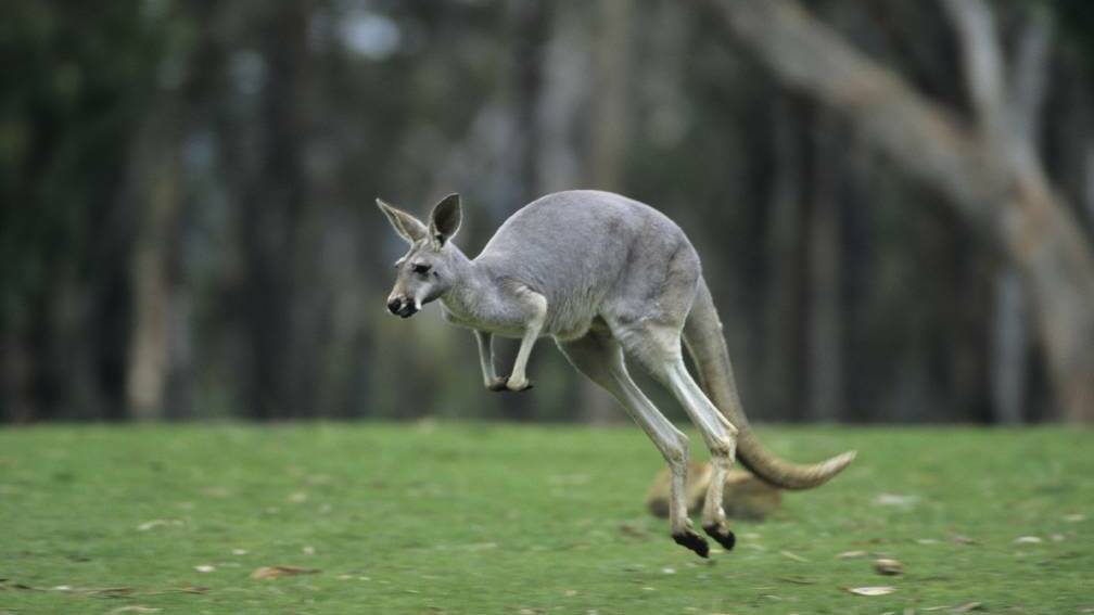 More data needed before kangaroo harvest resumes