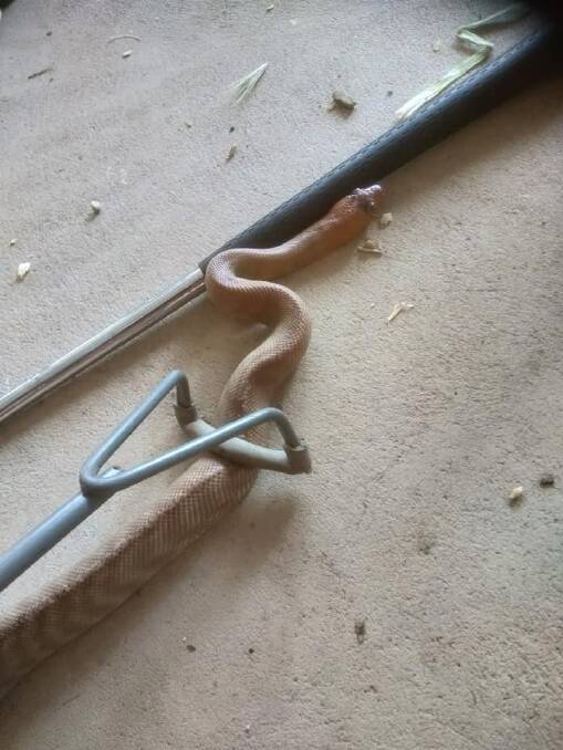 This Woma Python was found in a Stawell family garage. Picture: GIANNI HODGSON. 