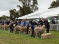 QUALITY: Some of the the state's leading Merino and Poll Merino stud genetics will be on display as part of the Victorian State Merino Field Day at Marnoo, on Monday, August 15. 