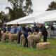 QUALITY: Some of the the state's leading Merino and Poll Merino stud genetics will be on display as part of the Victorian State Merino Field Day at Marnoo, on Monday, August 15. 