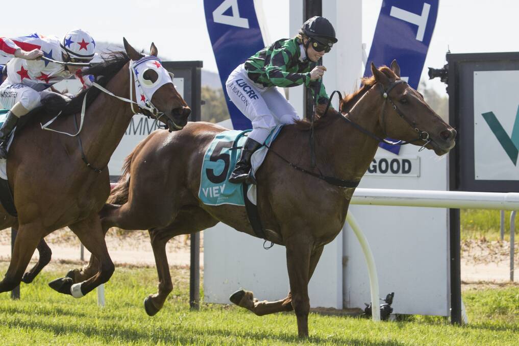 Golden Oldies wins the Ararat Gold Cup. Picture: Peter Pickering. 