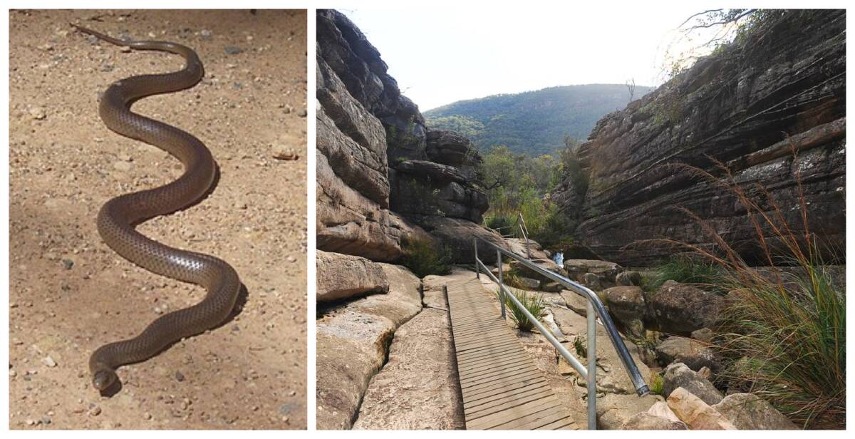 Snake bite in Grampians serves as timely reminder to be cautious