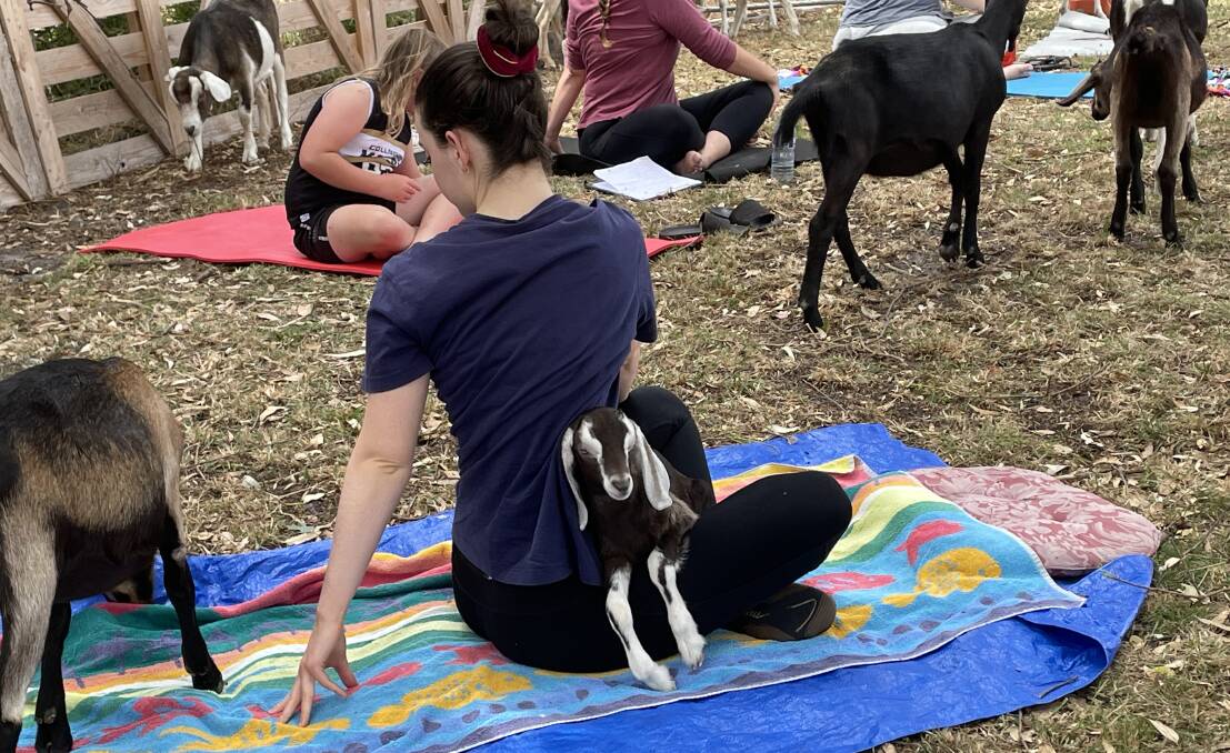 Grumpy Goat Co in Smithton Tasmania holds goat yoga sessions. Picture: Meg Whitfield