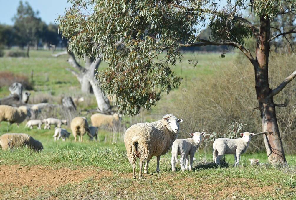 BOOMING: Exports of wool and sheepskins were up 10.4 per cent to $180 million in October. 