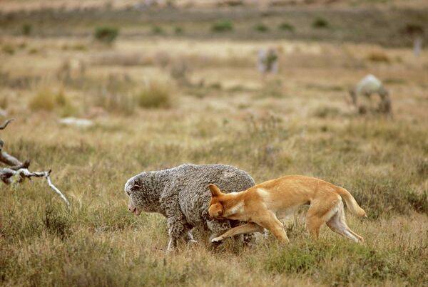 CONSIDERATION GIVEN: Parks Victoria is considering the reintroduction of dingoes to Grampians National Park. Picture: Supplied 
