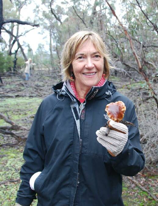 NATURE: WAMA patron Glenda Lewin is passionate about the region's flora and fauna and searches for fungi at the covenanted area of the proposed WAMA site. 