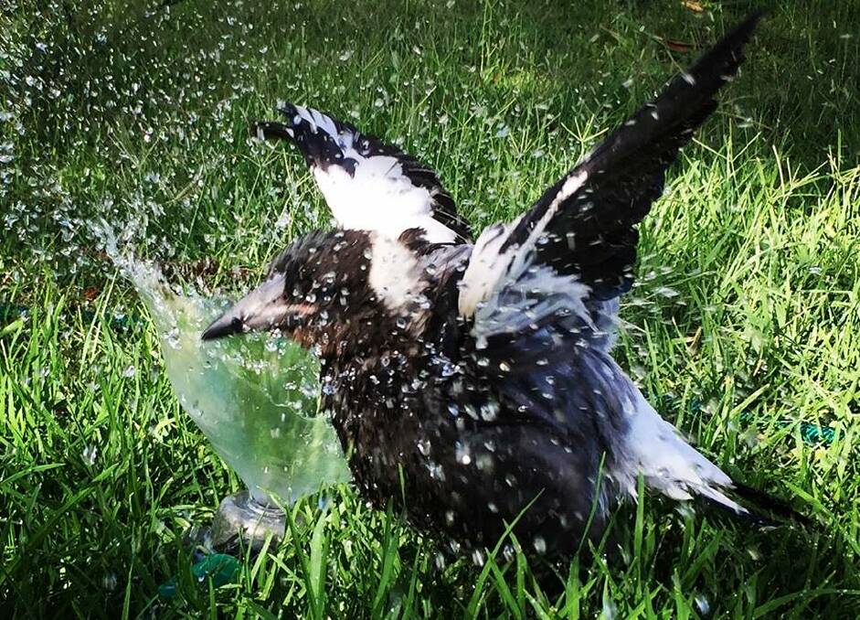 SHOWER TIME: Swanny Magoo loves water, this time taking a shower beneath a sprinkler on a hot summer day at Landsborough. Picture: Facebook/ Swanny Magoo and Friends