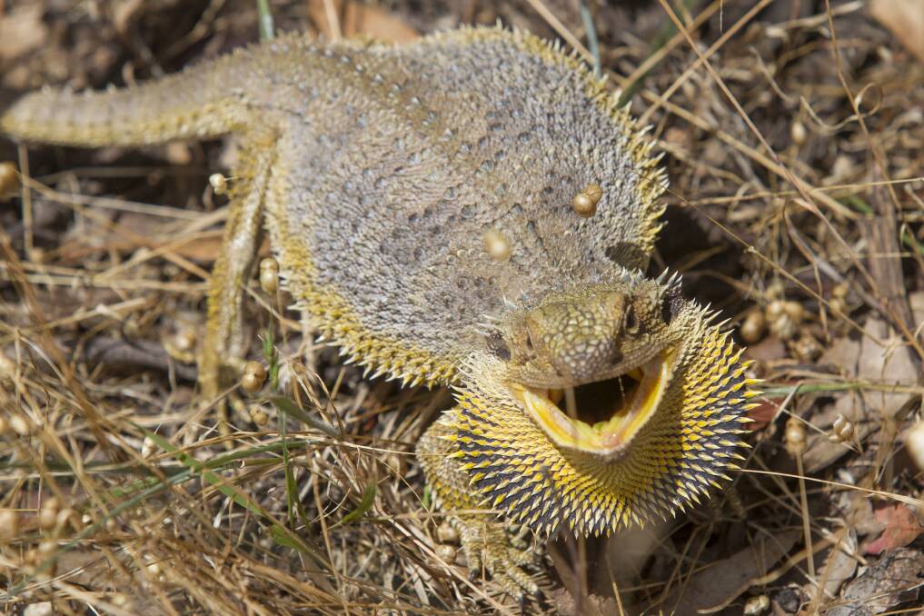 MAGNIFICENT: This Eastern Bearded Dragon showed off its impressive golden beard at the Stawell Golf Course on Saturday. Picture: Peter Pickering