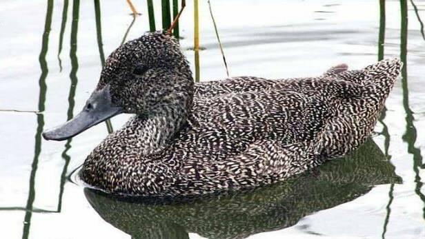 Guilty pleas over hunting threatened waterbird near Wooroonook