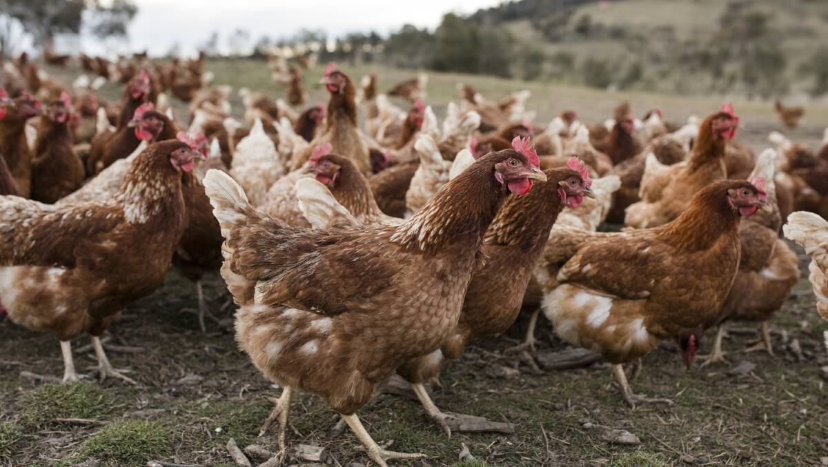 Northern Grampians Shire has knocked back a planning permit for a free range egg farm at St Arnaud. Photo: Jamila Toderas