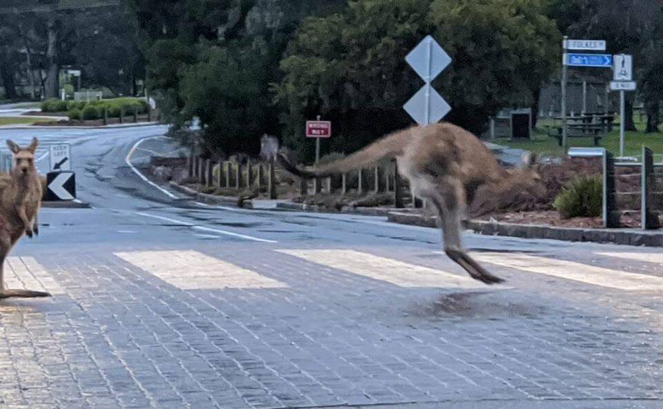 Kangaroos enjoy the lack of people in Halls Gap, crossing on the main street. Picture: TINA BAKER 