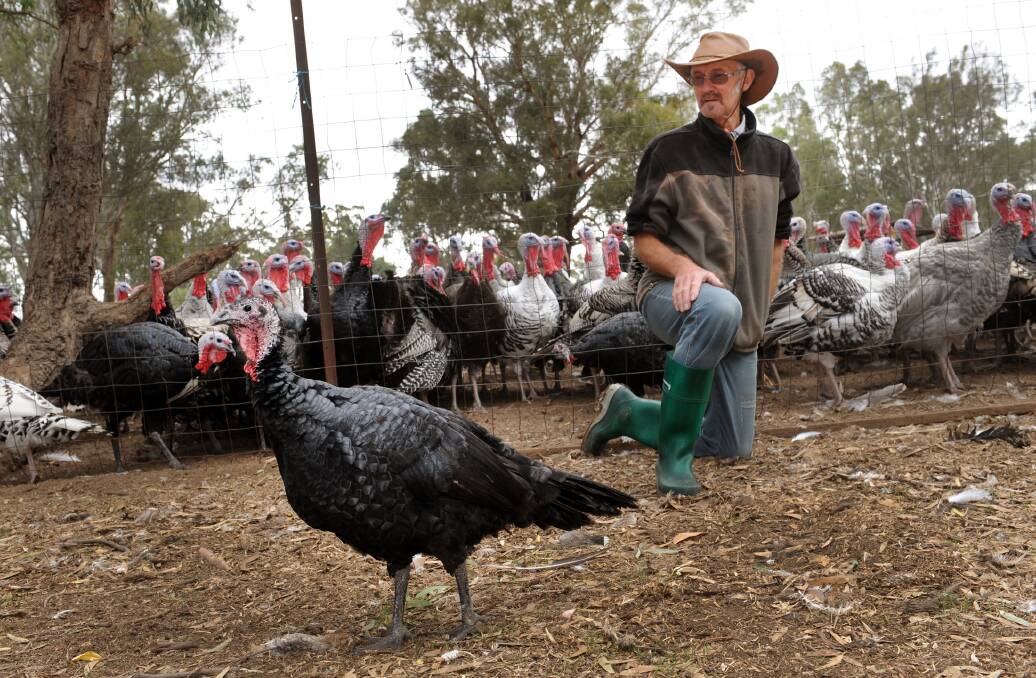 TURKEY CARE: Dadswells Bridge turkey farmer Daryl Deutscher is not yet concerned about the recent cases of bird flu in Victoria. 
