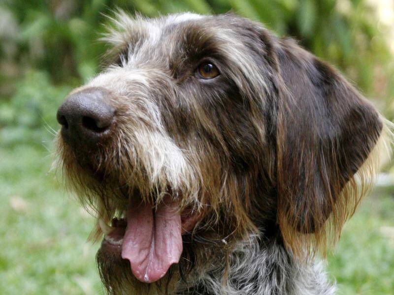 A 14-month-old girl has died after being mauled by her family's German Wirehaired Pointer.