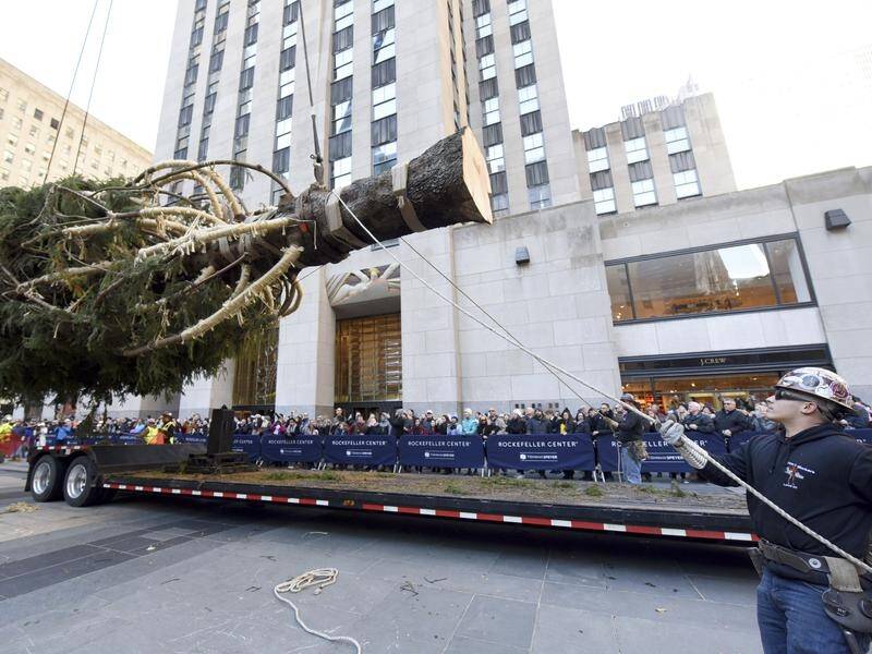 The Rockefeller Center Christmas tree in New York City is a 22-metre tall, 12-tonne Norway spruce.