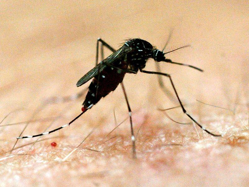 Federal government funding will try to link the spread of the Buruli ulcer to mosquitoes.