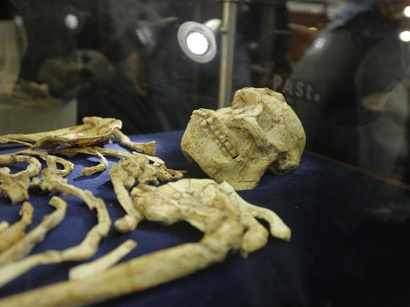 The fossil of a hominid that lived in Africa 3.67 million years ago sheds light on human origins.