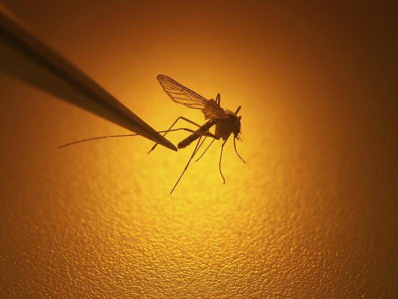 Scientists are releasing genetically-altered mosquitoes in Burkina Faso to control malaria.