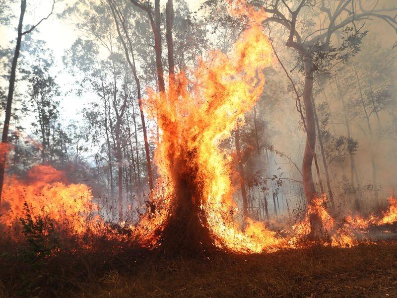 A total fire ban is set for large parts of northern NSW where fires have destroyed dozens of homes.