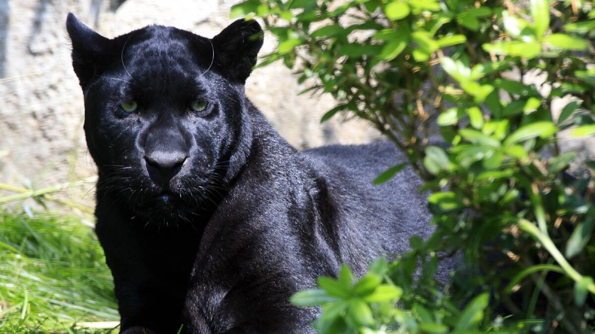 PANTHER POSSIBILITY: A citizen investigator is gathering evidence to assess whether there is a big cat lurking in the Grampians.