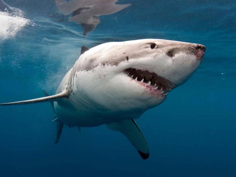 A woman was taken to hospital with head injuries after a suspected shark attack in South Australia. (HANDOUT/ScreenWest)