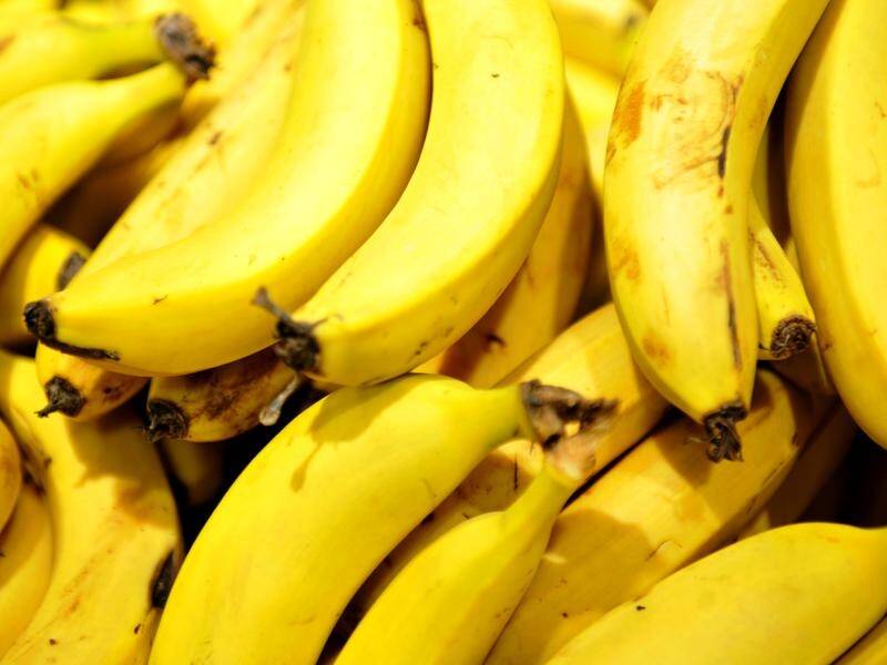 Queensland researchers are hoping a soil fungus holds the answers to banana industry problems.