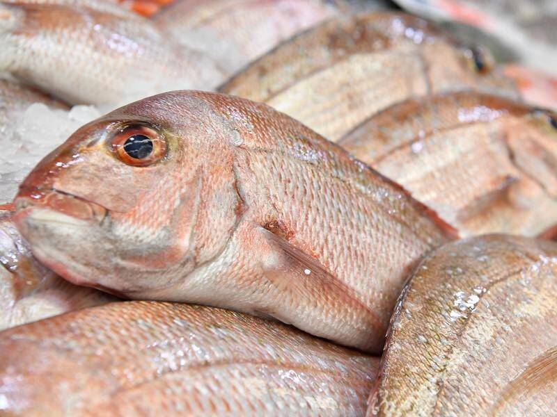A report shows most Australian fish stocks are neither overfished nor subject to overfishing. (Joel Carrett/AAP PHOTOS)