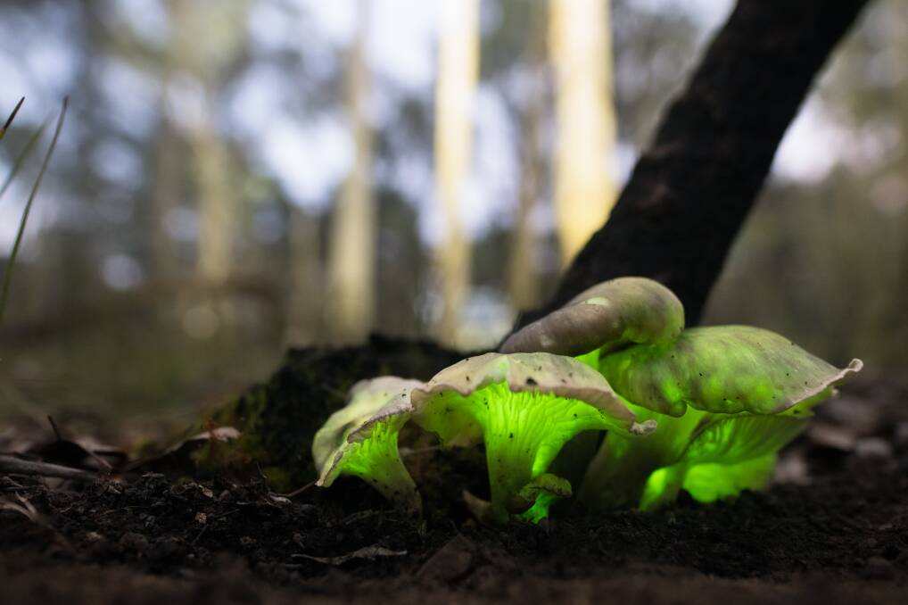 MYSTICAL: Glowing mushrooms known as ghost fungi or Omphalotus Nidiformis can be found in areas of the Chiltern-Mt Pilot National Park. Picture: KURTIS HICKLING (Hickling Photography)