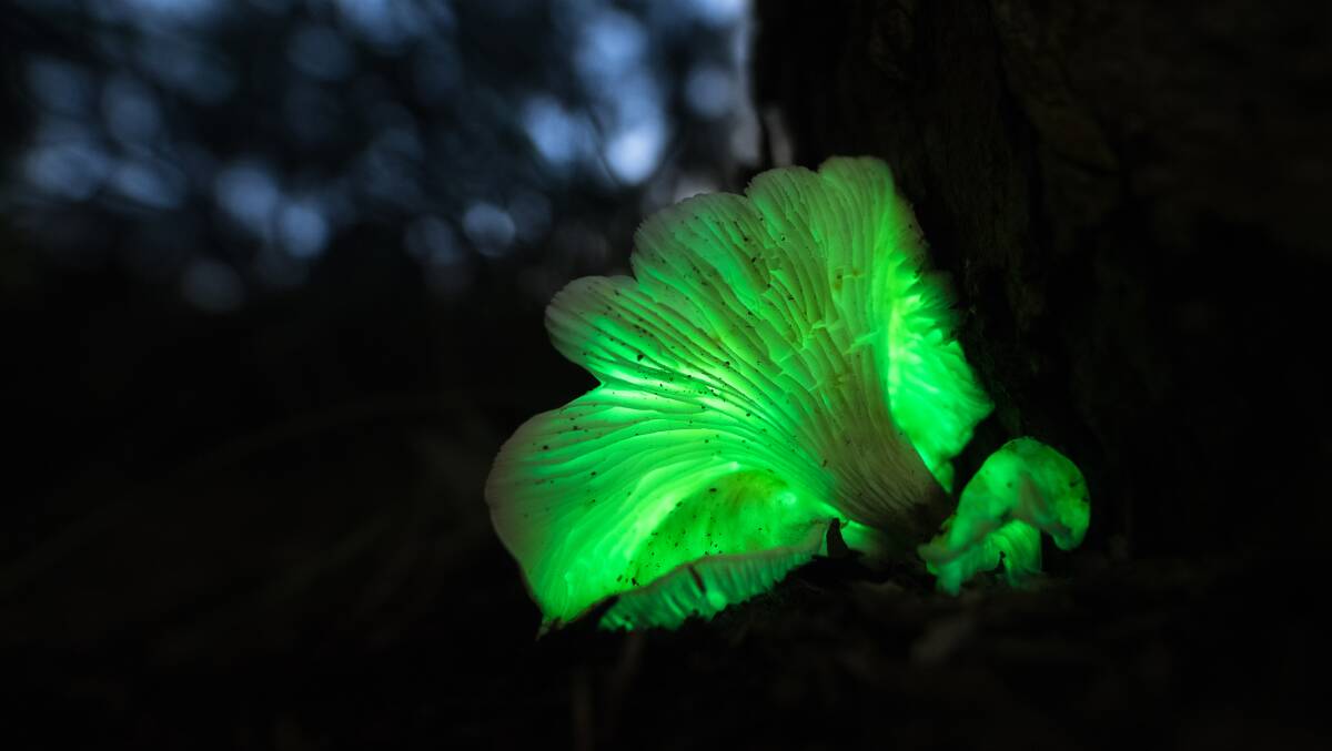 STUNNING: Mr Hickling takes photos of the mushrooms annually and said the current batch is the brightest and best he's seen. Picture: KURTIS HICKLING 