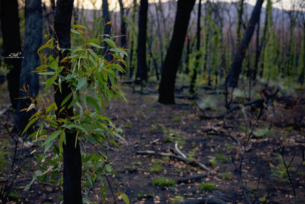This photograph posted on instagram shows green growth emerging from the burnt remains of an area of the Grampians. Picture: LAUREN BATH