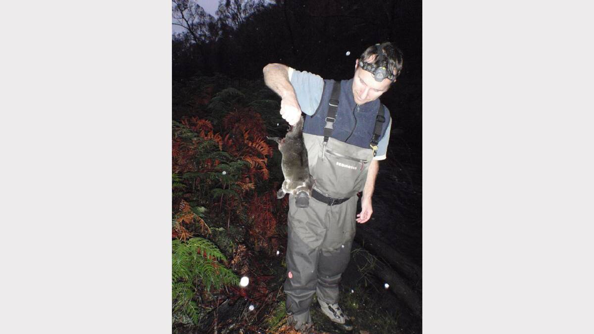 Josh Griffiths from Melbourne-based environmental research company cesar, with a male platypus.