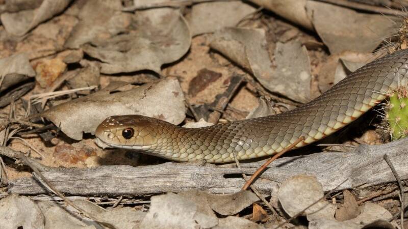 SNAKE SEASON: Snake species commonly found in the Grampians region include the Eastern Brown, Tiger and less often, Copperhead and Red Bellied Black snakes. Picture: ATLAS OF LIVING AUSTRALIA