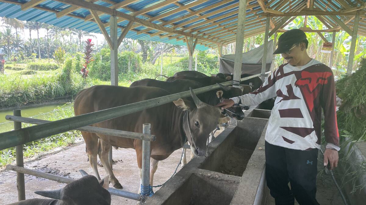 Farmer Ketut Suwitera with his 12 cattle, near Ubud in Bali. Picture: Donna Page