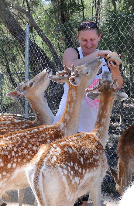 Stawell's Elesha Elso enjoyed tending to the deer by hand feeding them at the Halls Gap Zoo.