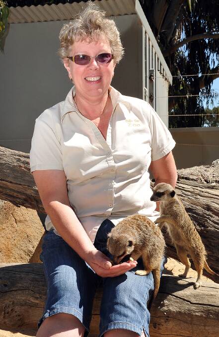 Halls Gap Zoo owner Yvonne Cullel with the very friendly meerkats. 