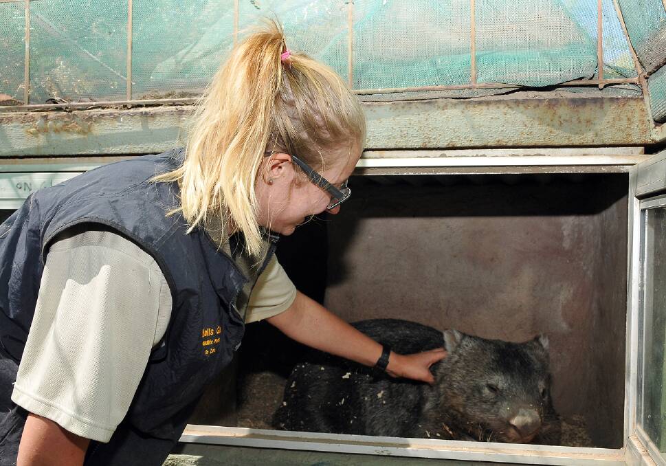 Zoo keeper Nicola Saville checks on 'Bean' the wombat.