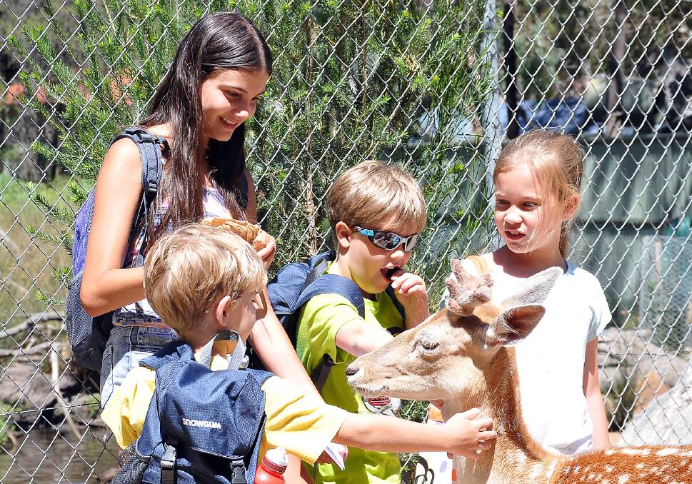 Olivia, Cooper, Jack and Charlie were mesmerized by the deer at the Halls Gap Zoo.